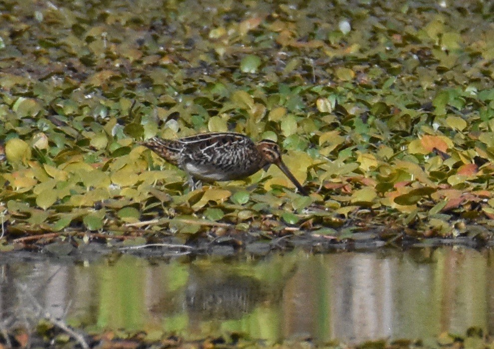 Wilson's Snipe - ML490478341