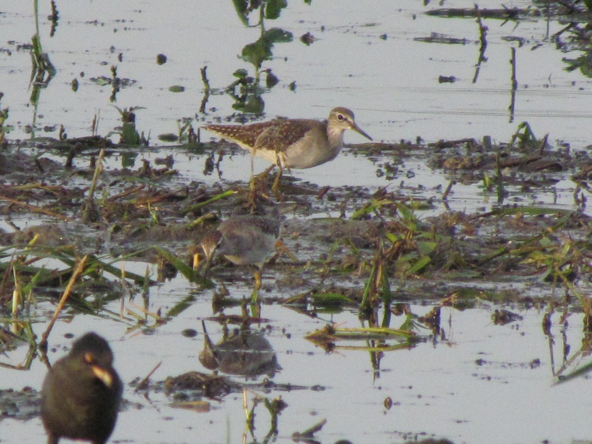 Bruchwasserläufer - ML490478791