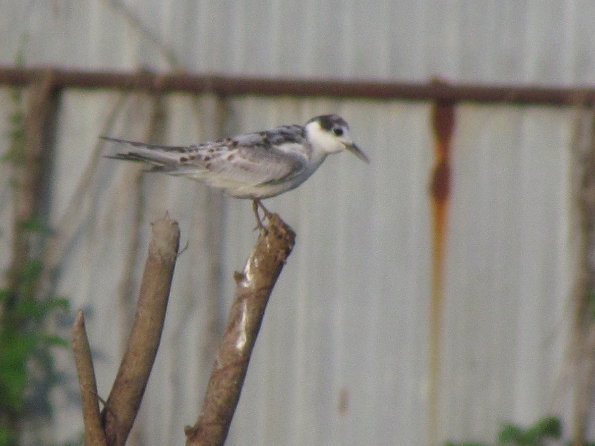 Whiskered Tern - ML490478881