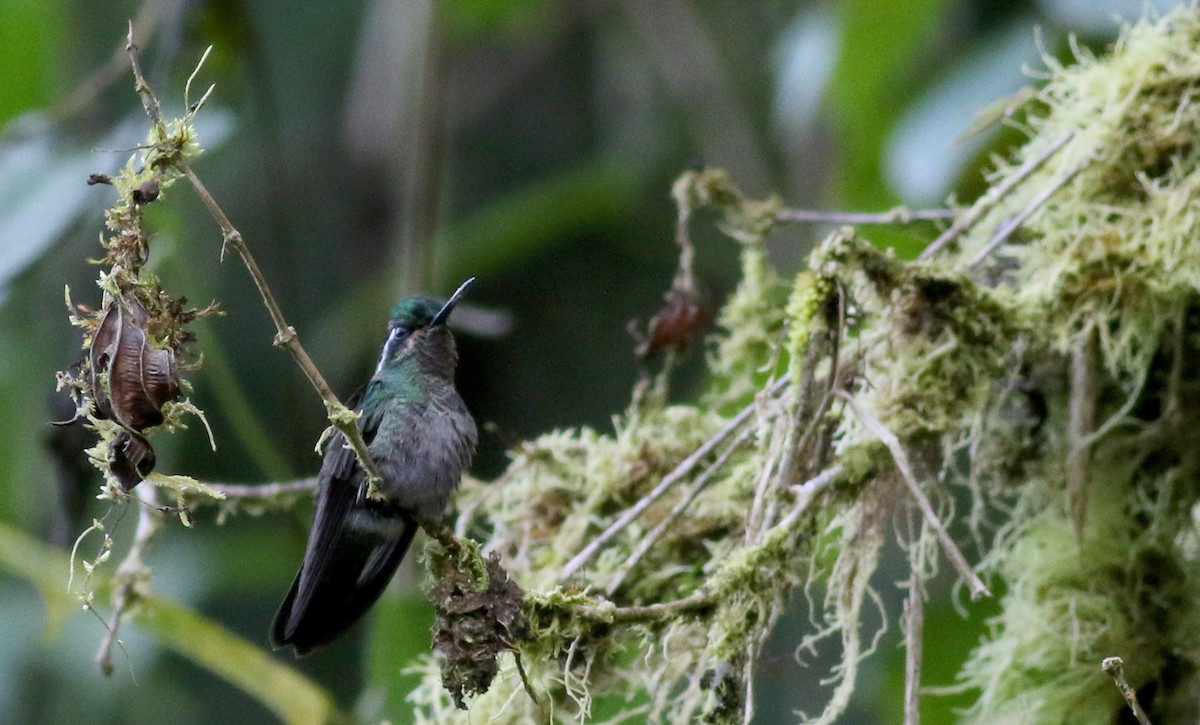 Colibrí Gorjipúrpura - ML49047891