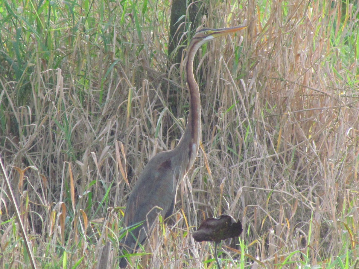 Purple Heron - ML490478991