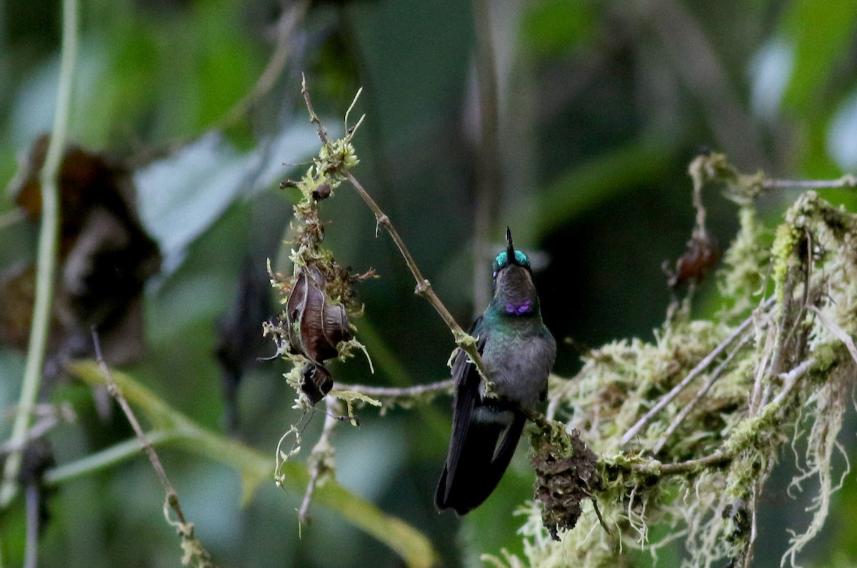 kolibřík fialovohrdlý - ML49047901