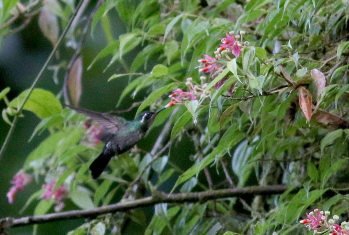 kolibřík fialovohrdlý - ML49047921