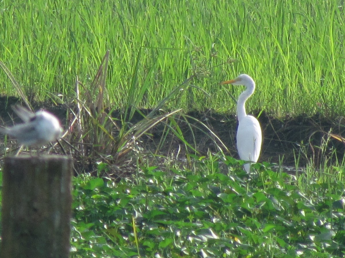 Medium Egret - Linda Gocon