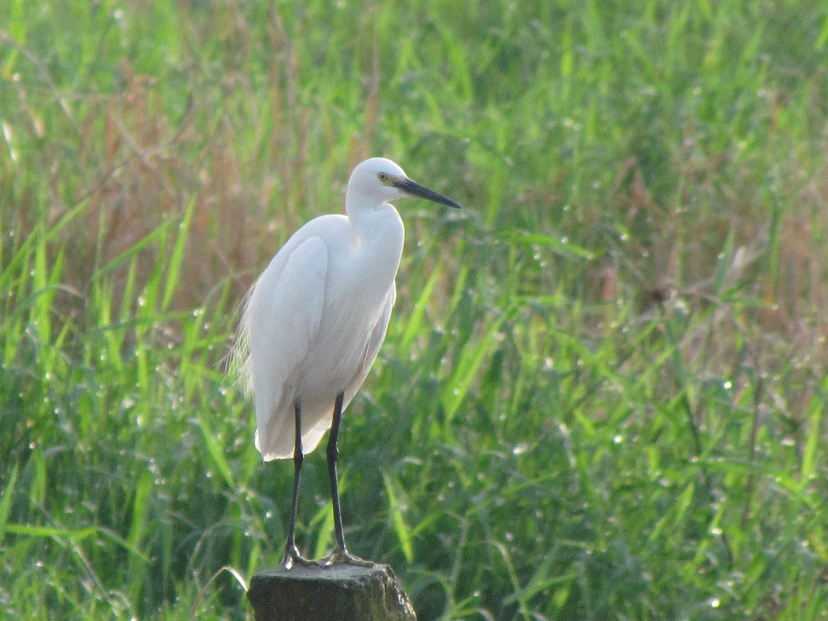 Little Egret - ML490479531