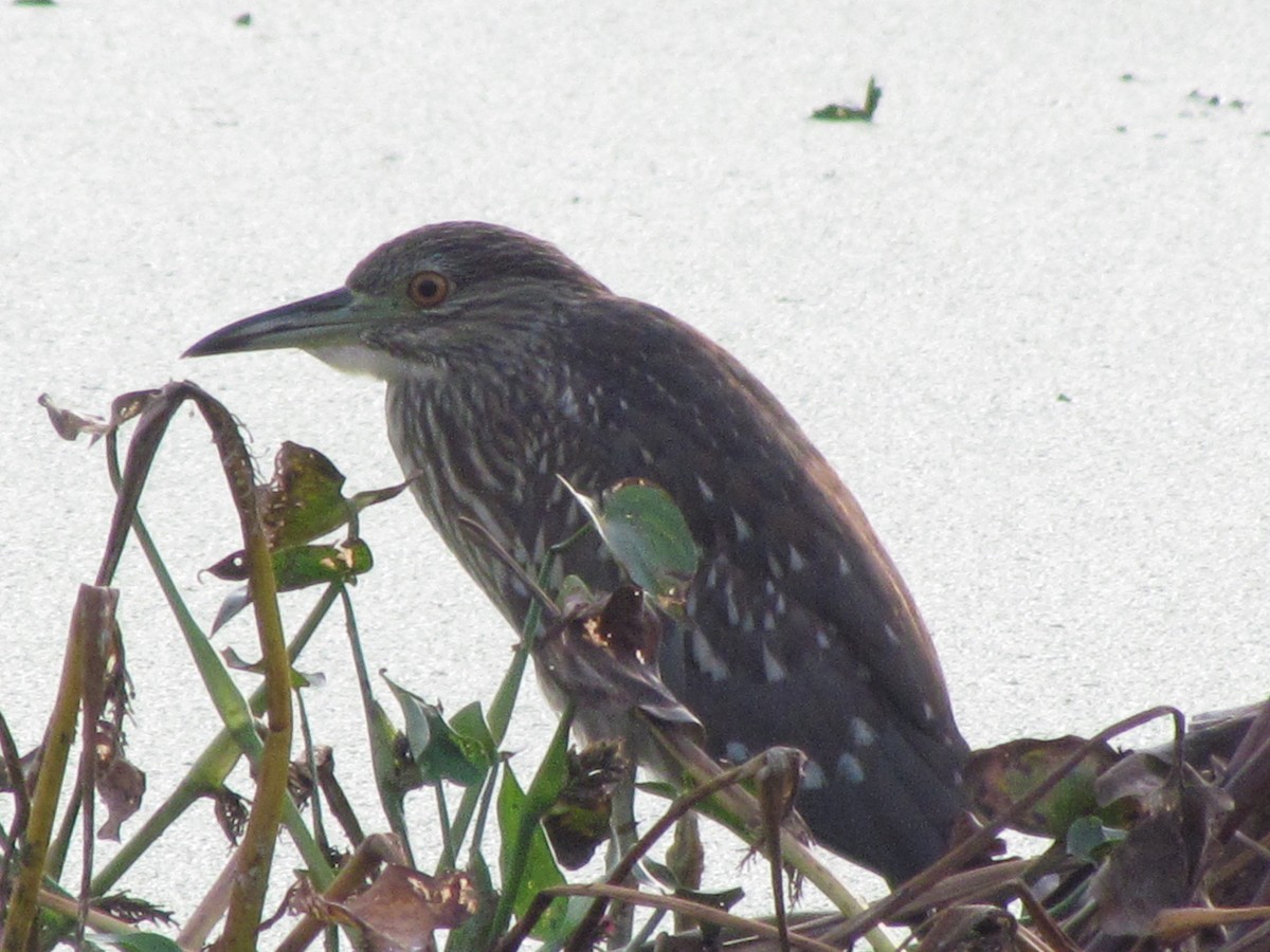 Black-crowned Night Heron - ML490479561