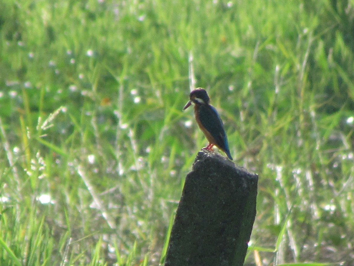 Common Kingfisher - ML490479621