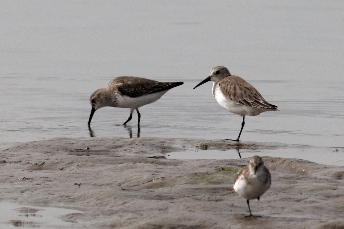 Dunlin - ML49047971