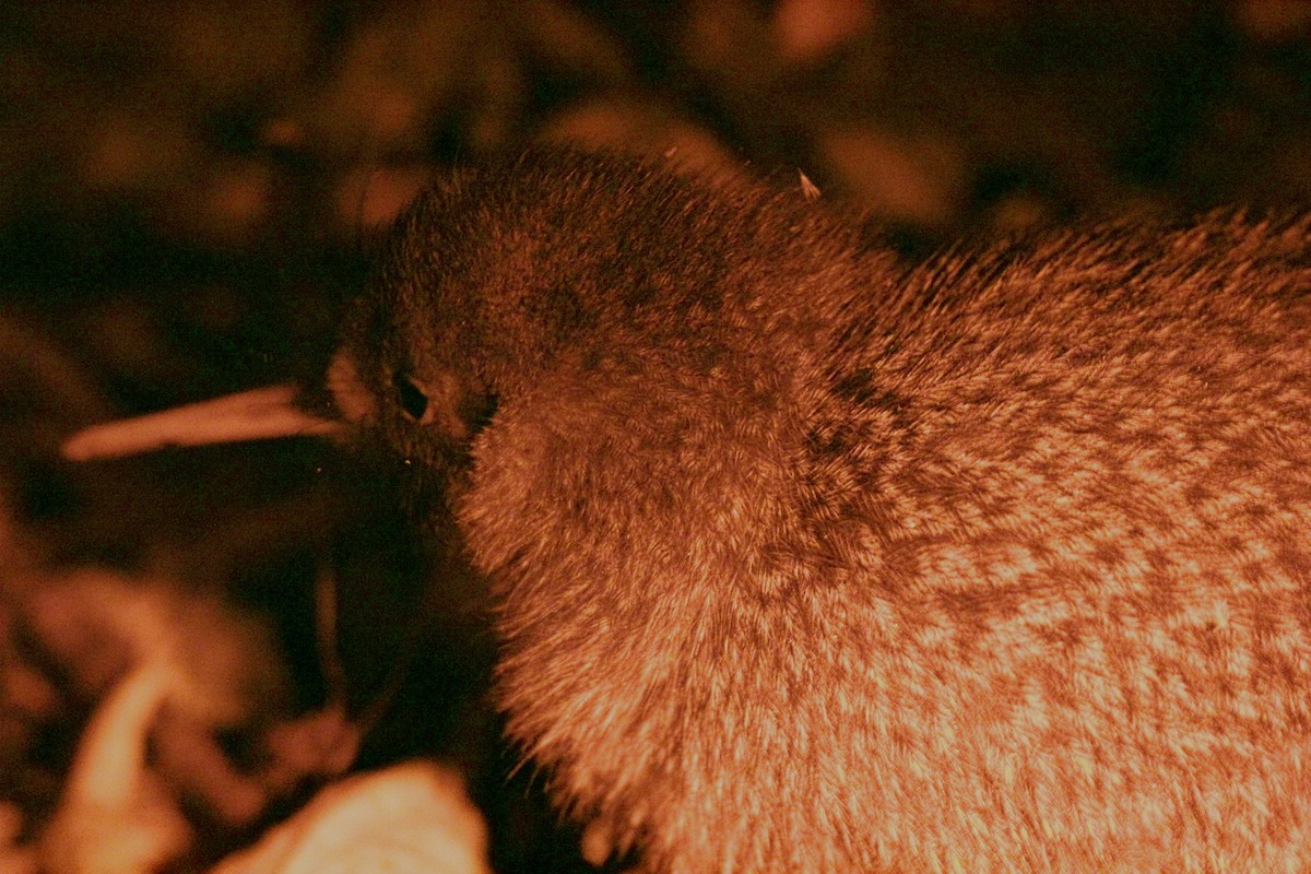 Little Spotted Kiwi - ML490479711