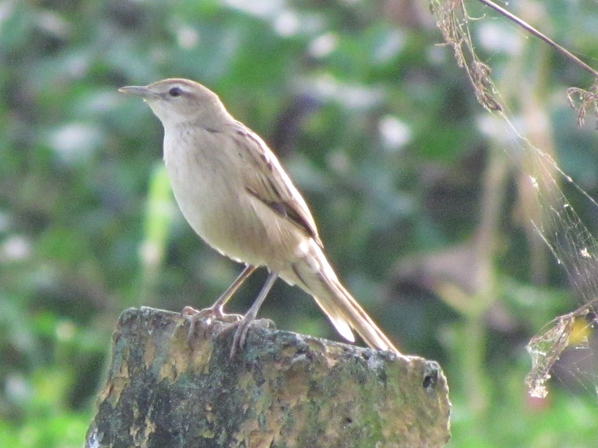 Striated Grassbird - Linda Gocon