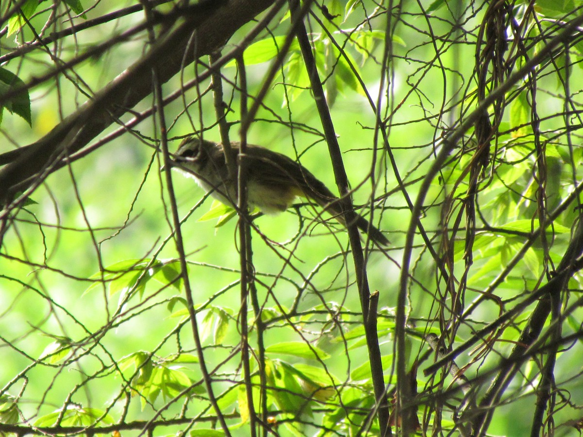 Yellow-vented Bulbul - Linda Gocon