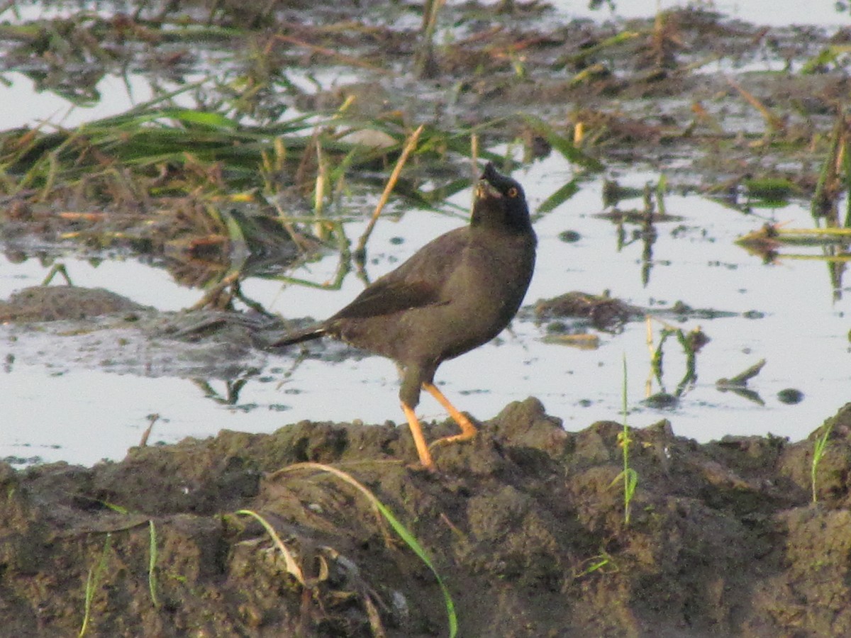 Crested Myna - ML490479881