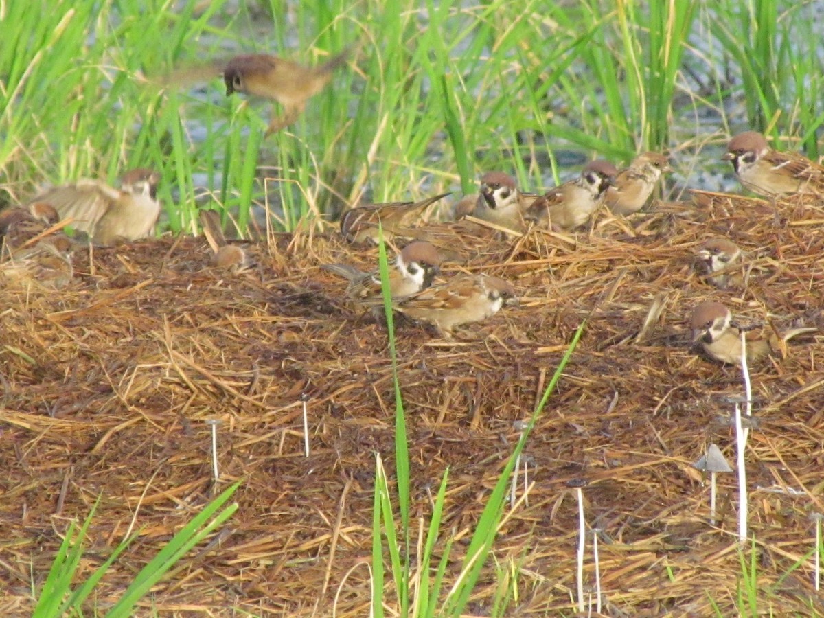 Eurasian Tree Sparrow - Linda Gocon