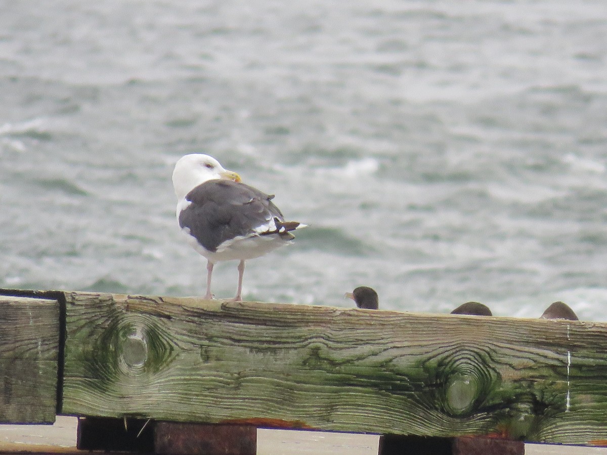 Great Black-backed Gull - ML490480321