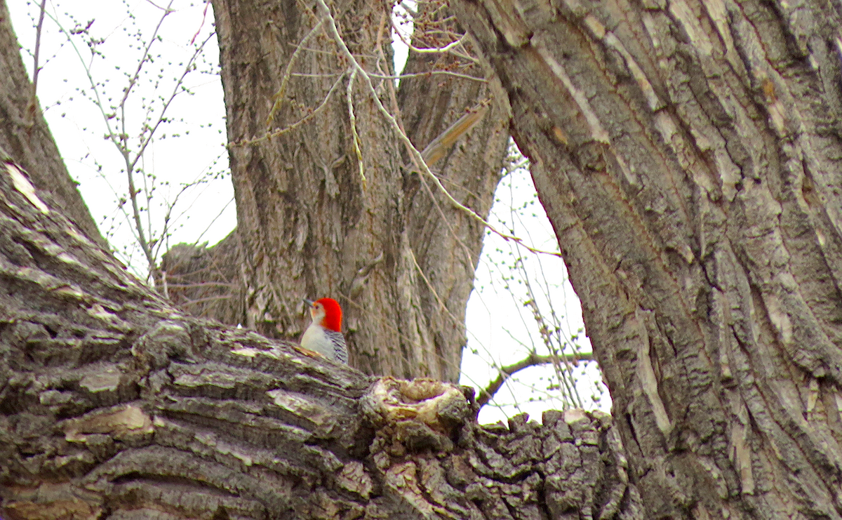 Red-bellied Woodpecker - Ted Floyd