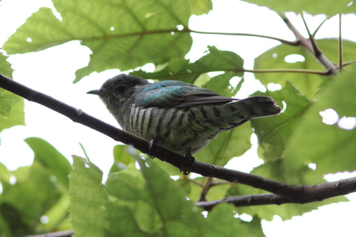 Shining Bronze-Cuckoo - ML490482061