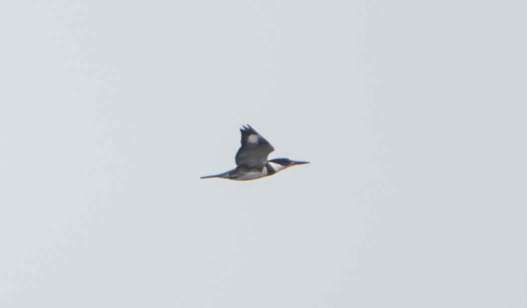 Belted Kingfisher - ML490482621