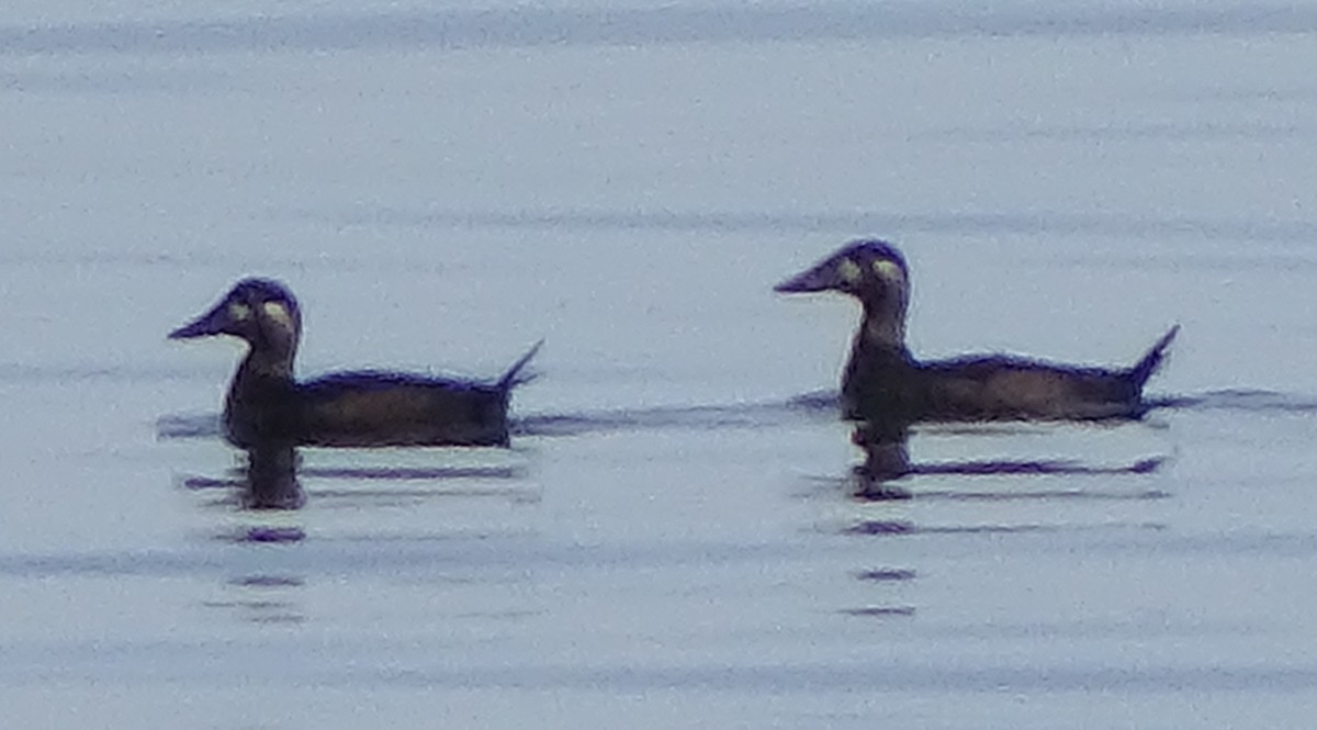 White-winged Scoter - ML490482801