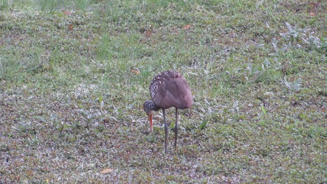 Limpkin - ML490482831