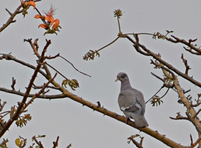 holub bělokřídlý - ML49048351