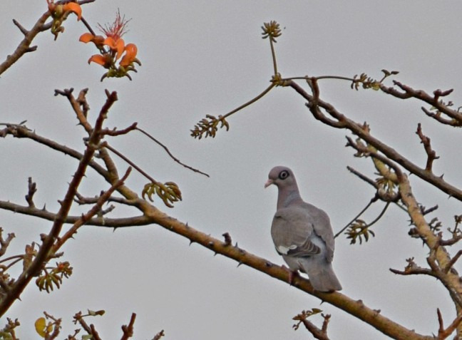 Bare-eyed Pigeon - ML49048351