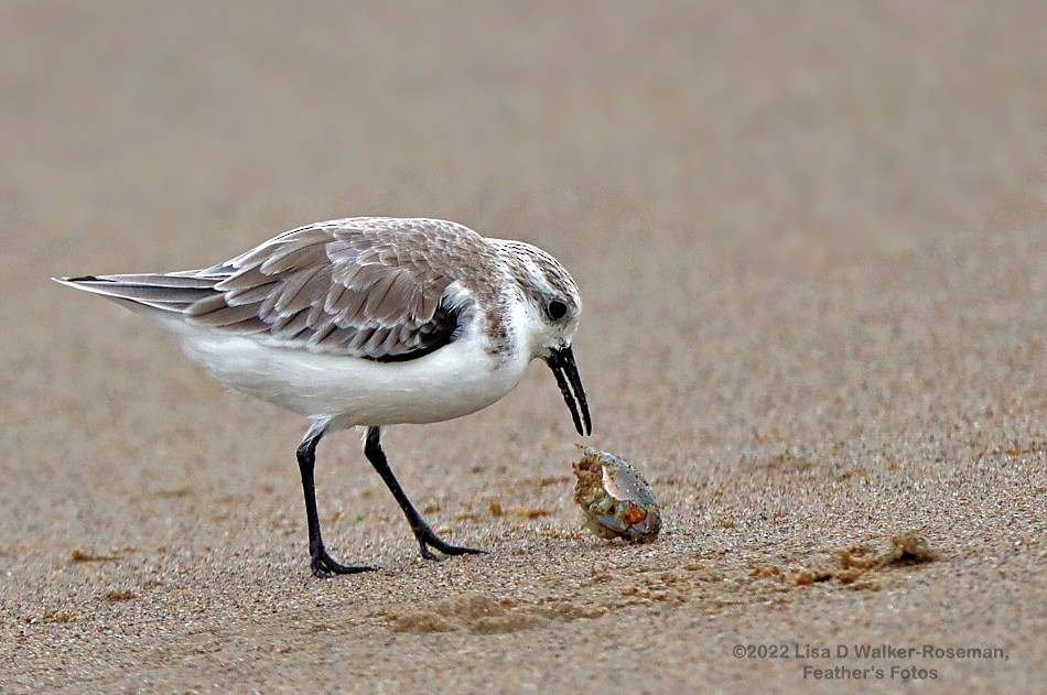 Гурвалж элсэг - ML490484951