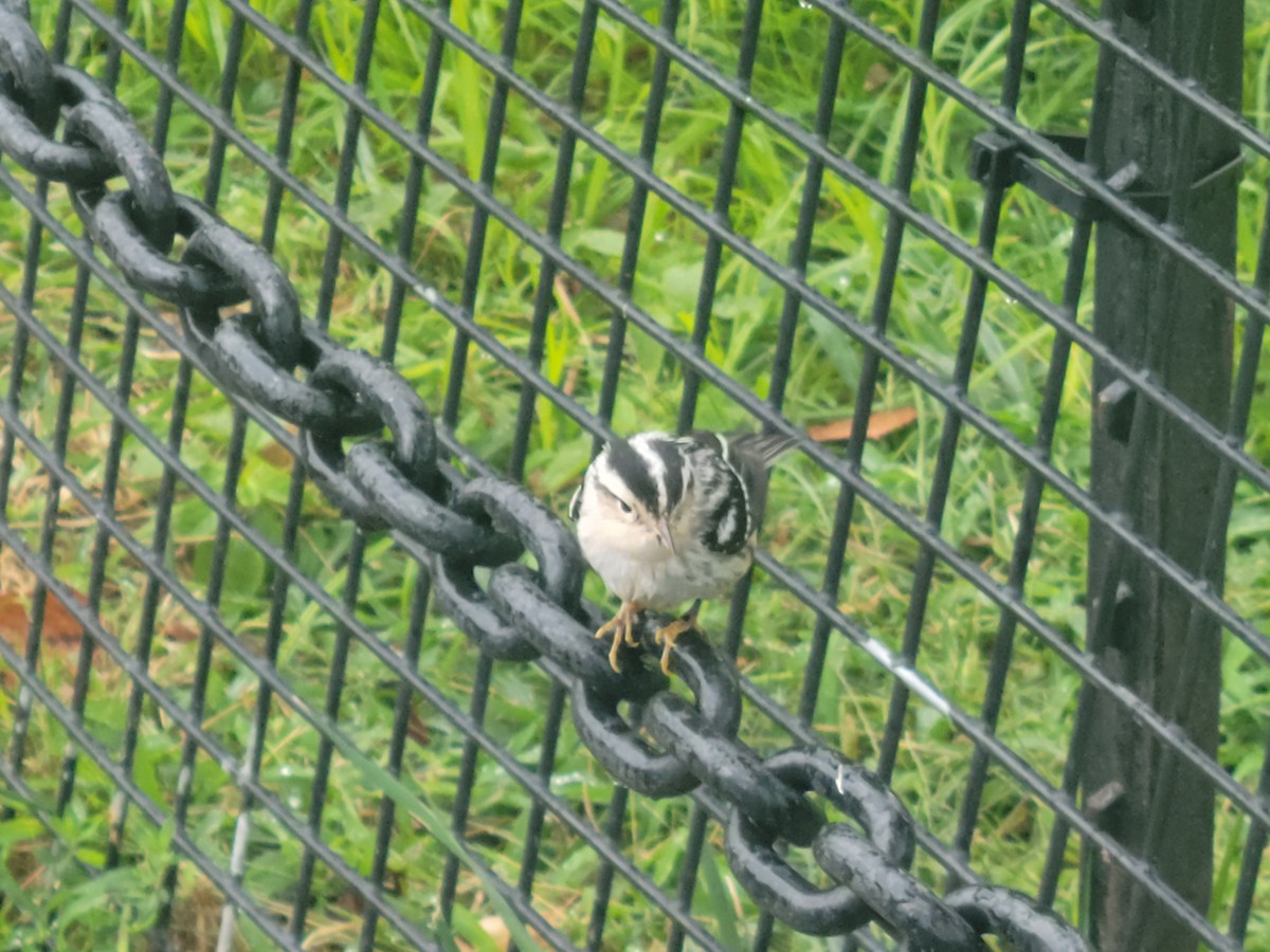 Black-and-white Warbler - ML490485041