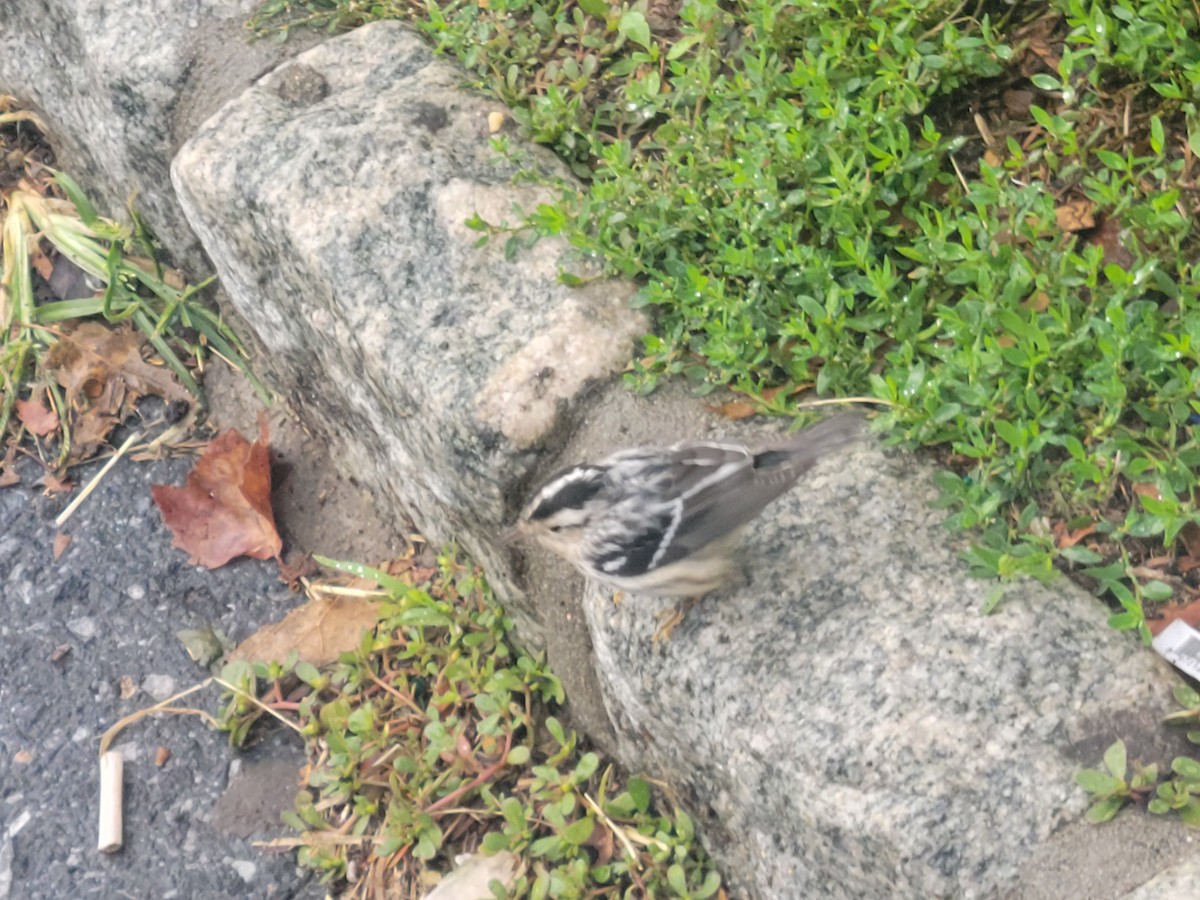 Black-and-white Warbler - ML490485101