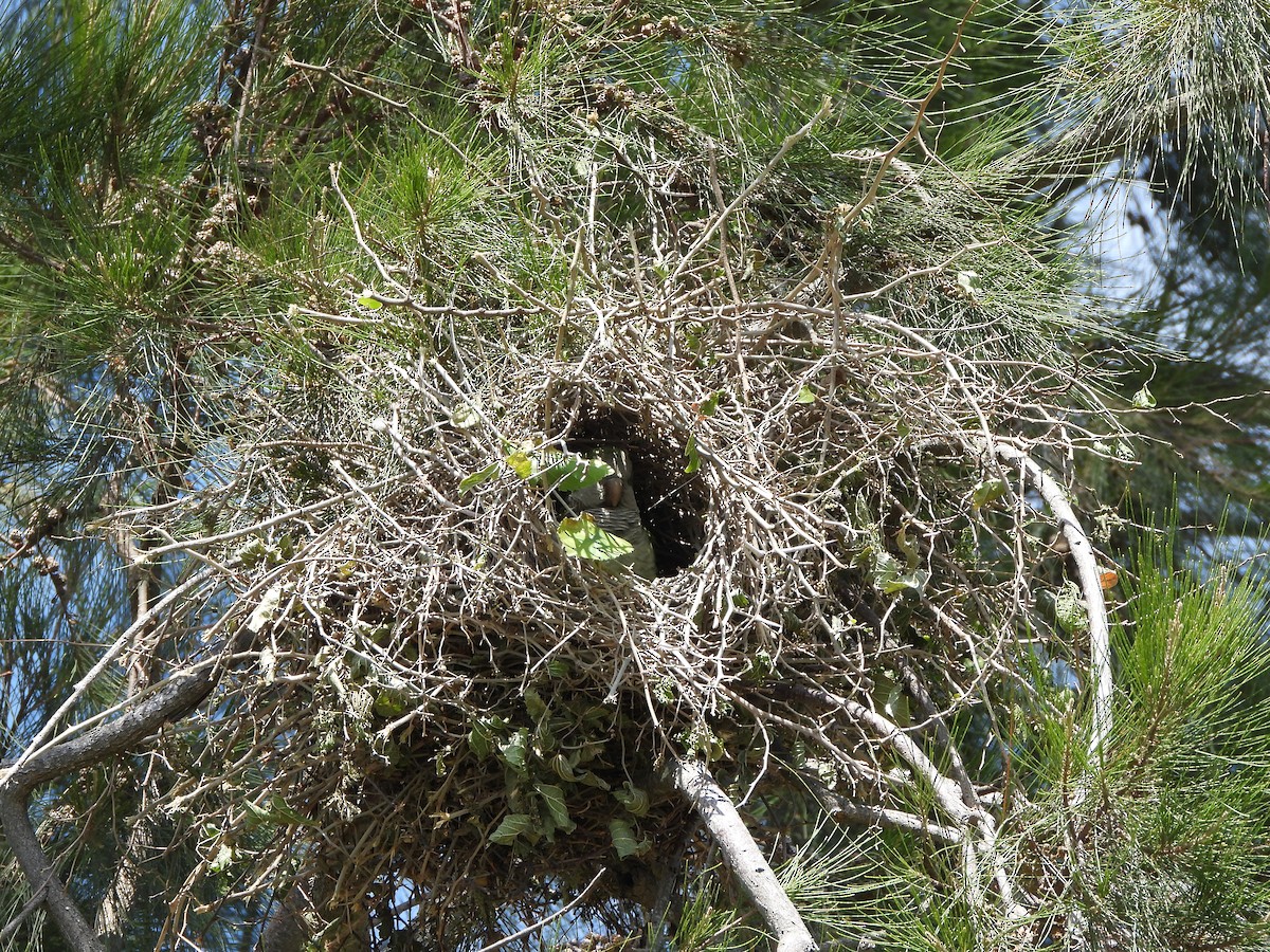 Monk Parakeet - ML490485931