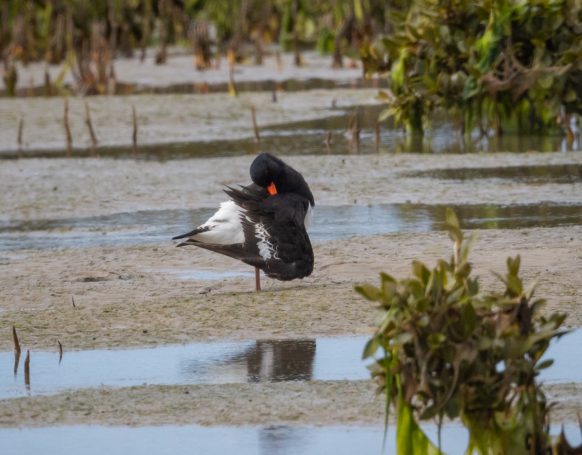 Pied Oystercatcher - Roy Burgess