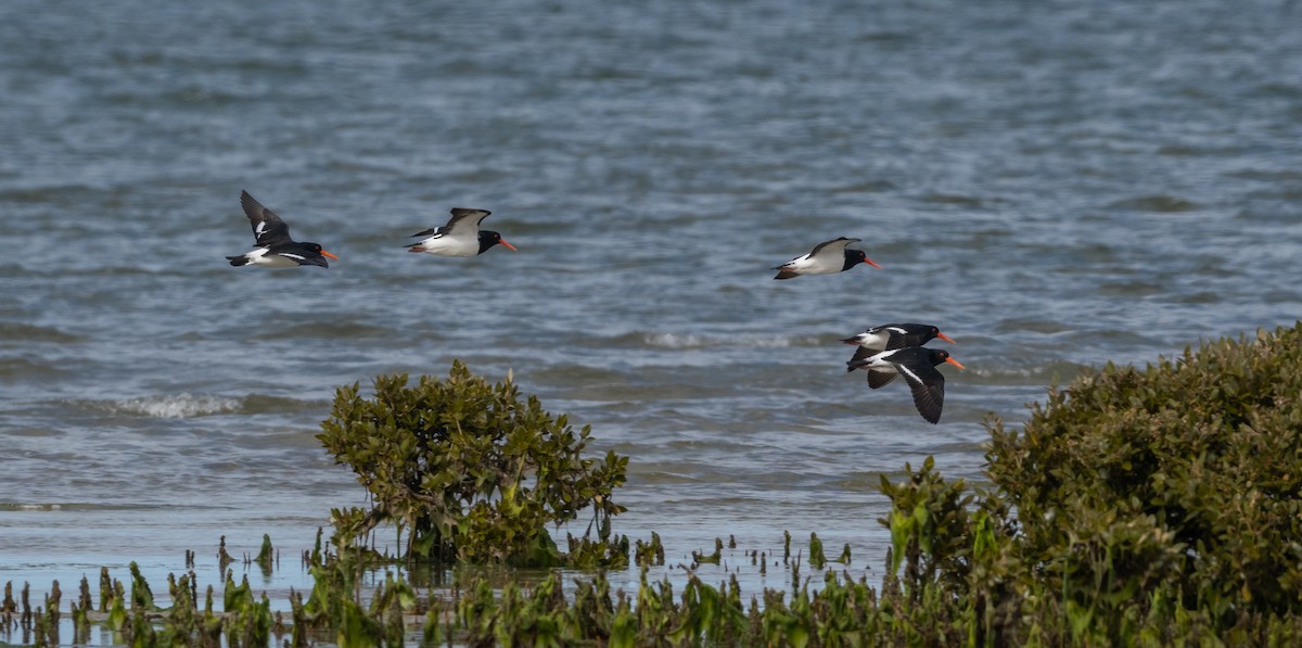 Pied Oystercatcher - ML490485981