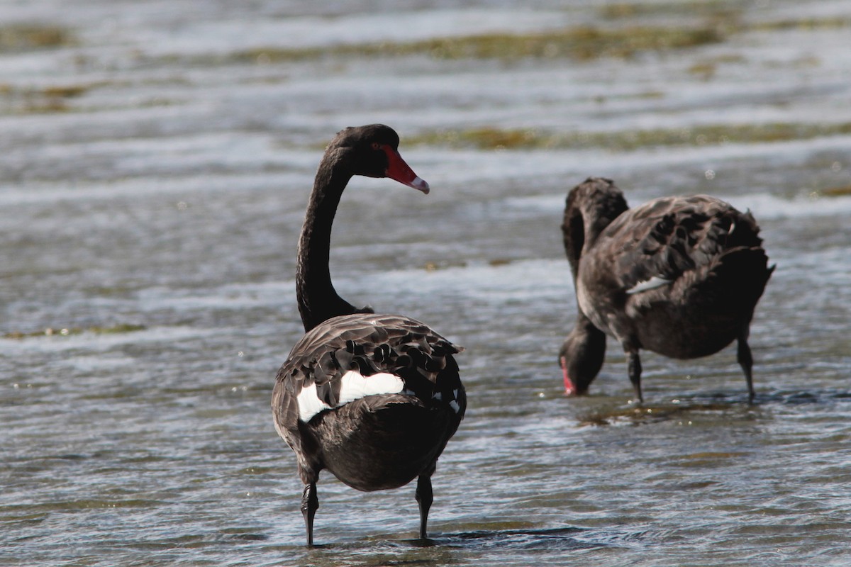 Black Swan - ML490487011