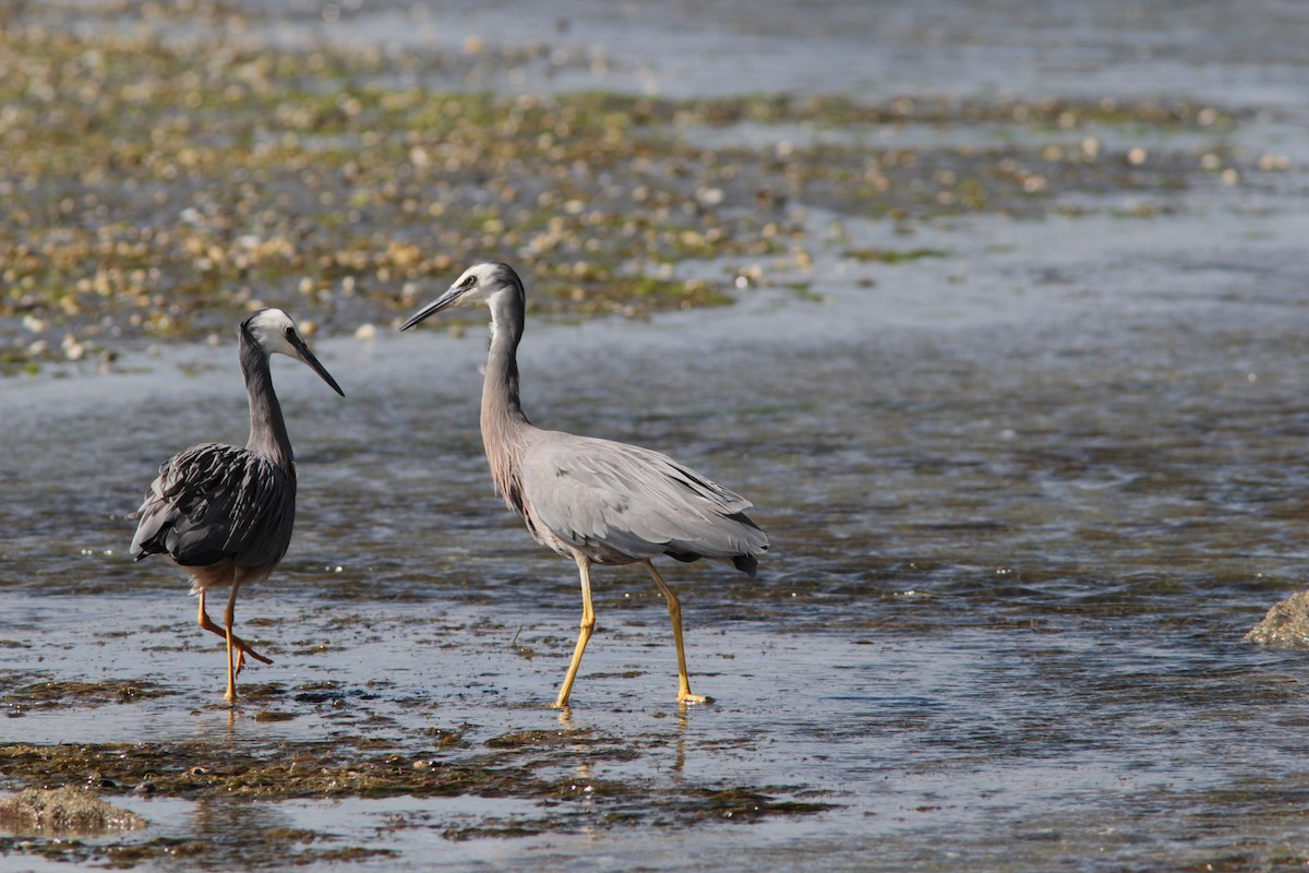 White-faced Heron - ML490487051