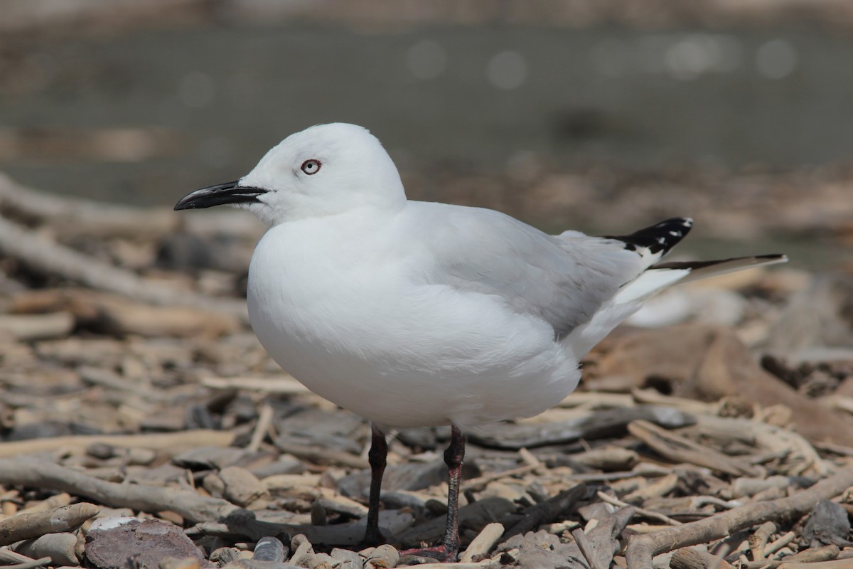 Black-billed Gull - ML490487441