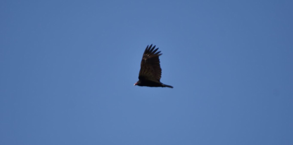 Turkey Vulture - Brian Bardy