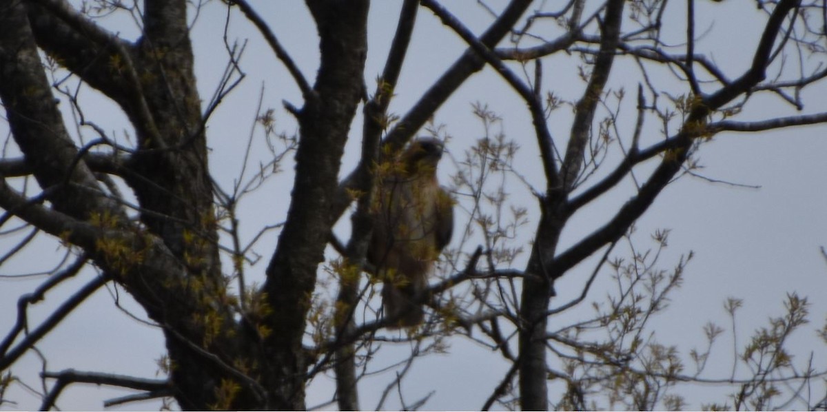 Red-tailed Hawk - ML490488071