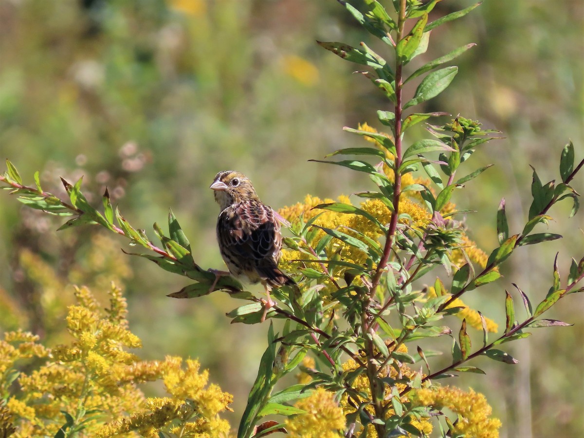 Henslow's Sparrow - ML490488081