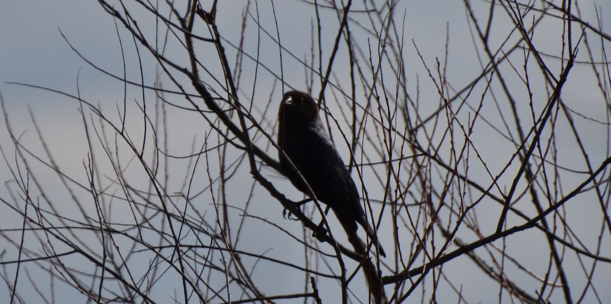 Brown-headed Cowbird - Brian Bardy