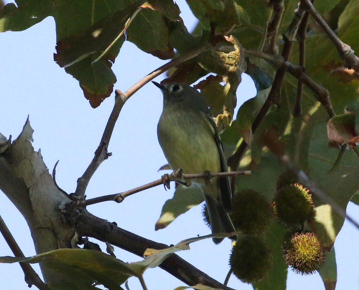 Ruby-crowned Kinglet - Tom Benson