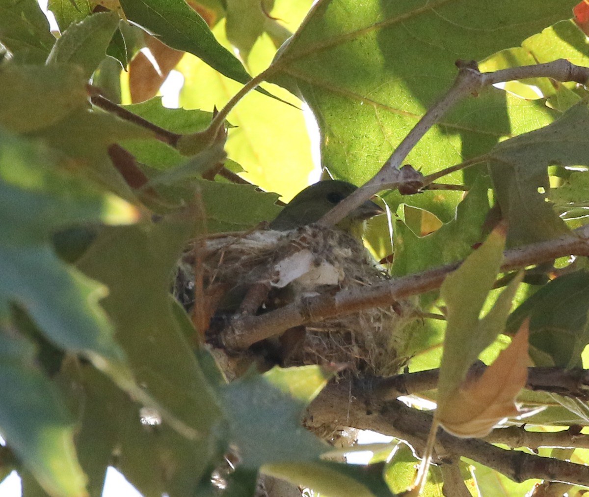 Lesser Goldfinch - ML490488891