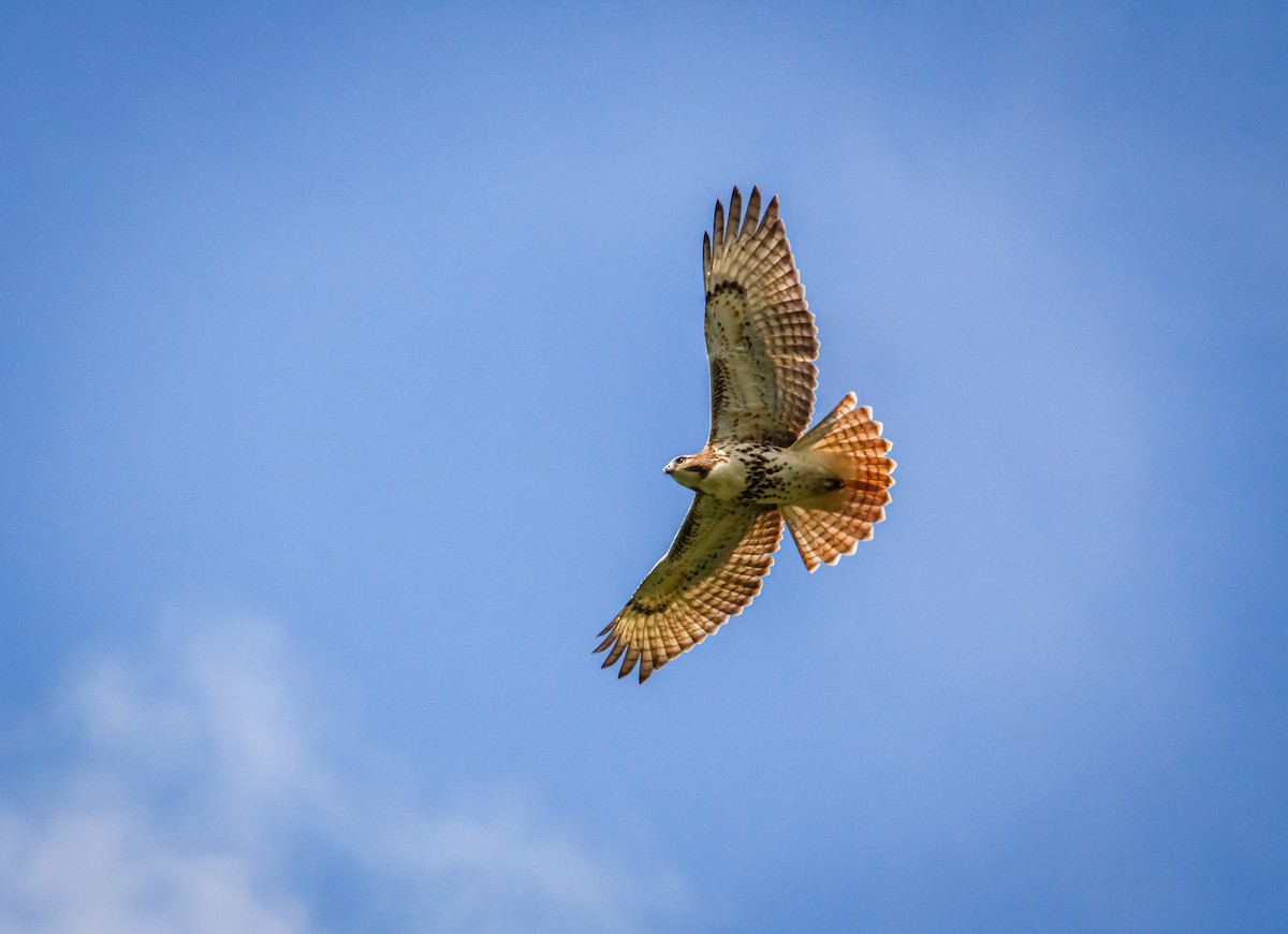 Red-tailed Hawk (borealis) - Ethan Wells