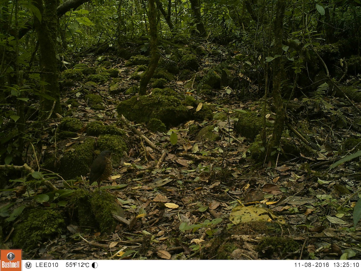 Tororoí sp.(Grallaria sp.) - ML49049321