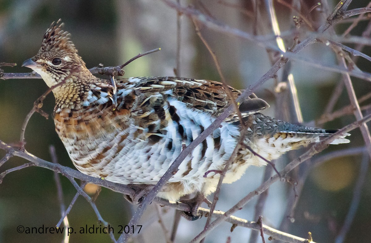 Ruffed Grouse - andrew aldrich