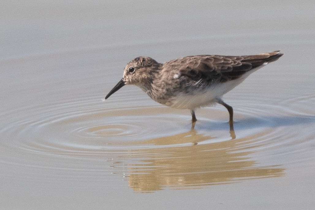 pygmésnipe - ML490494551