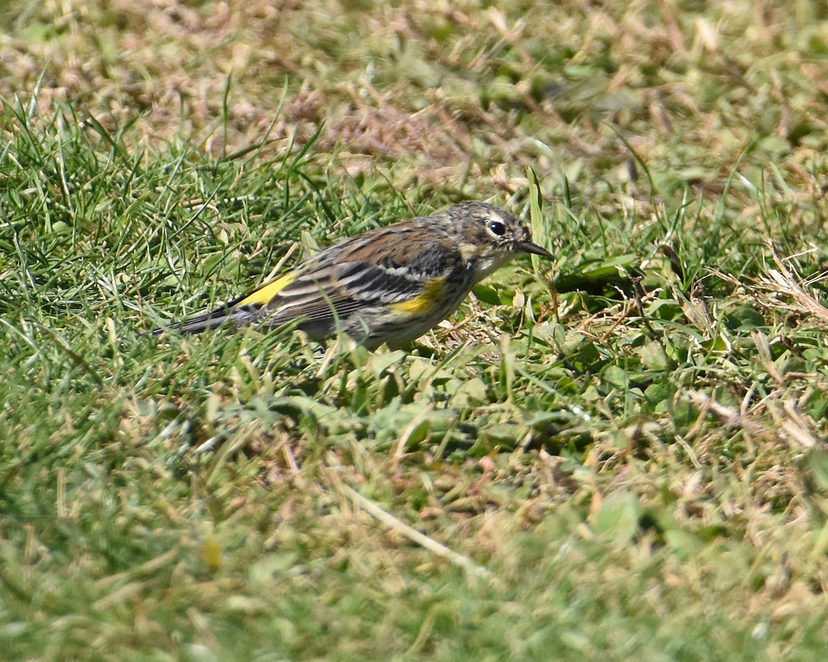 Yellow-rumped Warbler (Myrtle) - ML490494581
