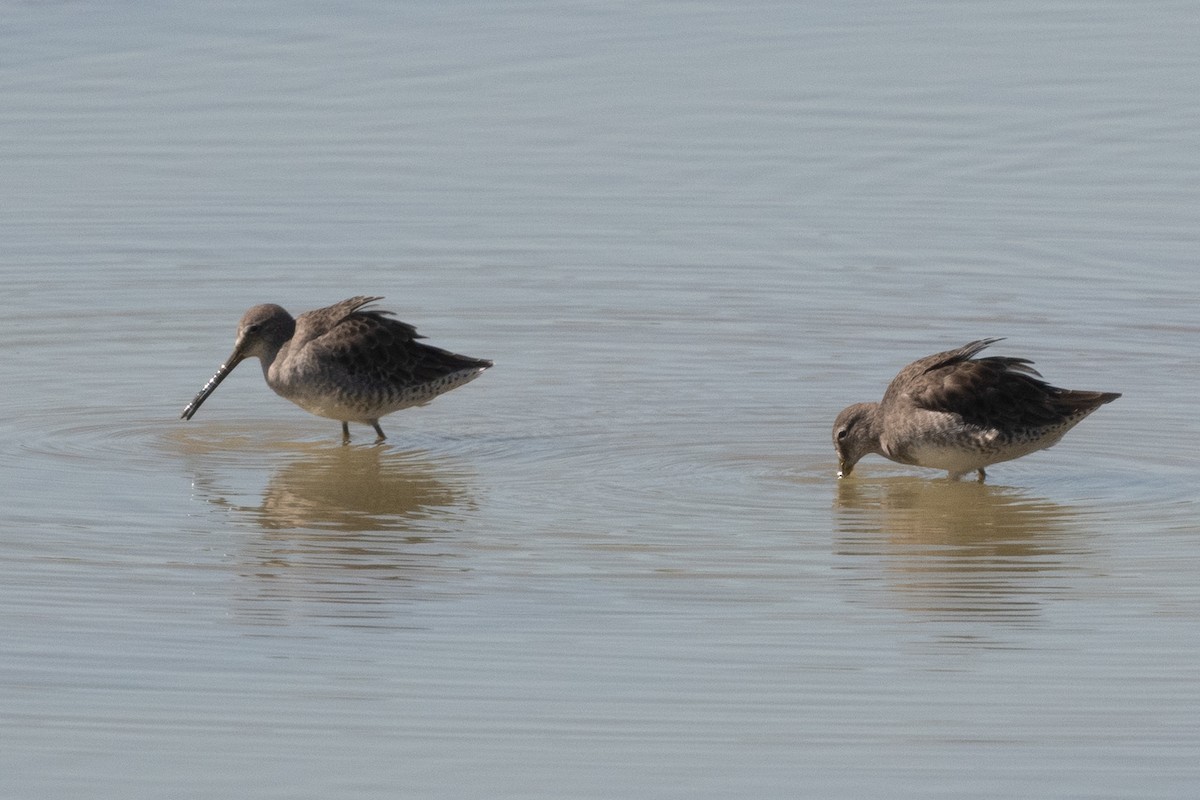 Long-billed Dowitcher - ML490494651