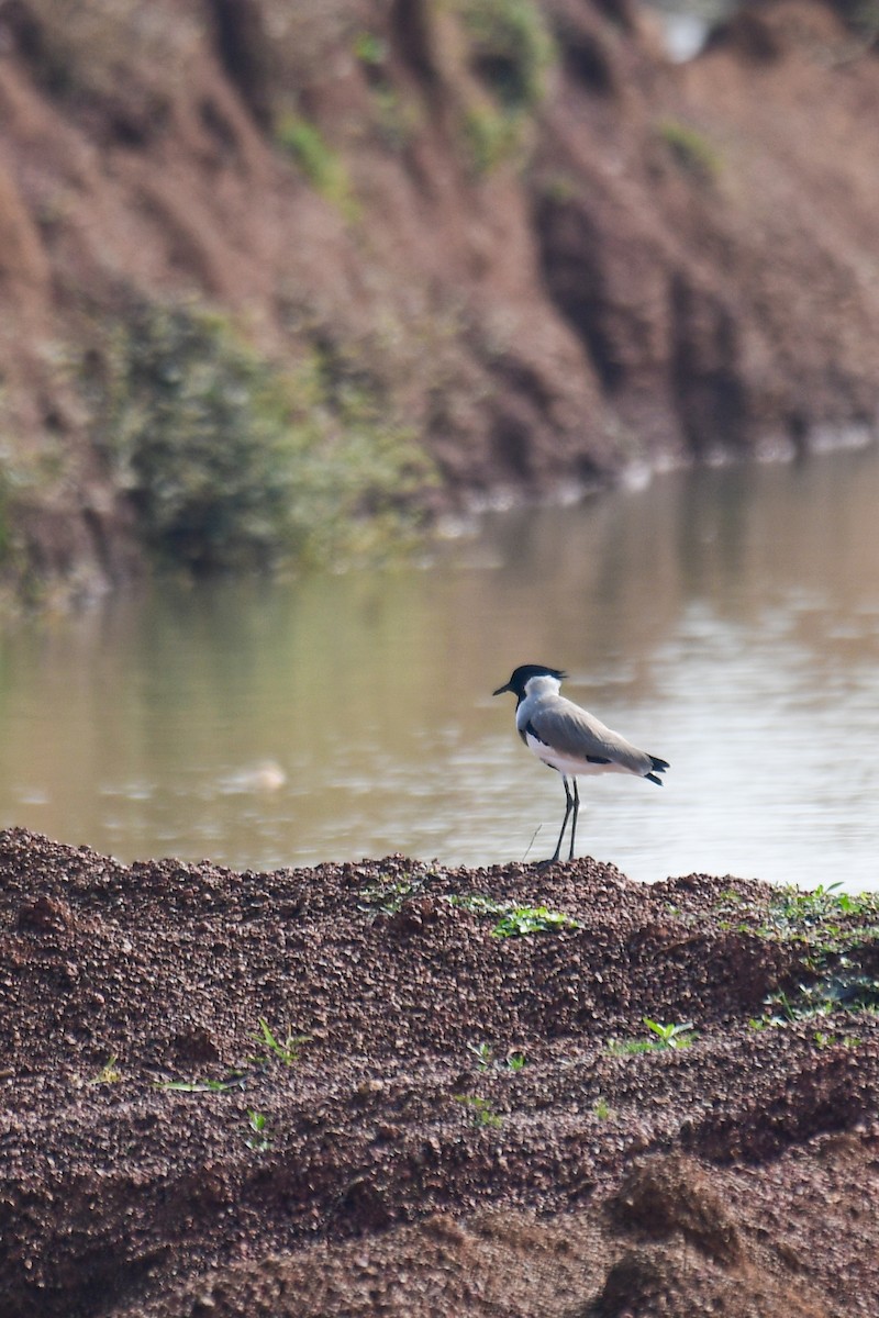 River Lapwing - ML490494961