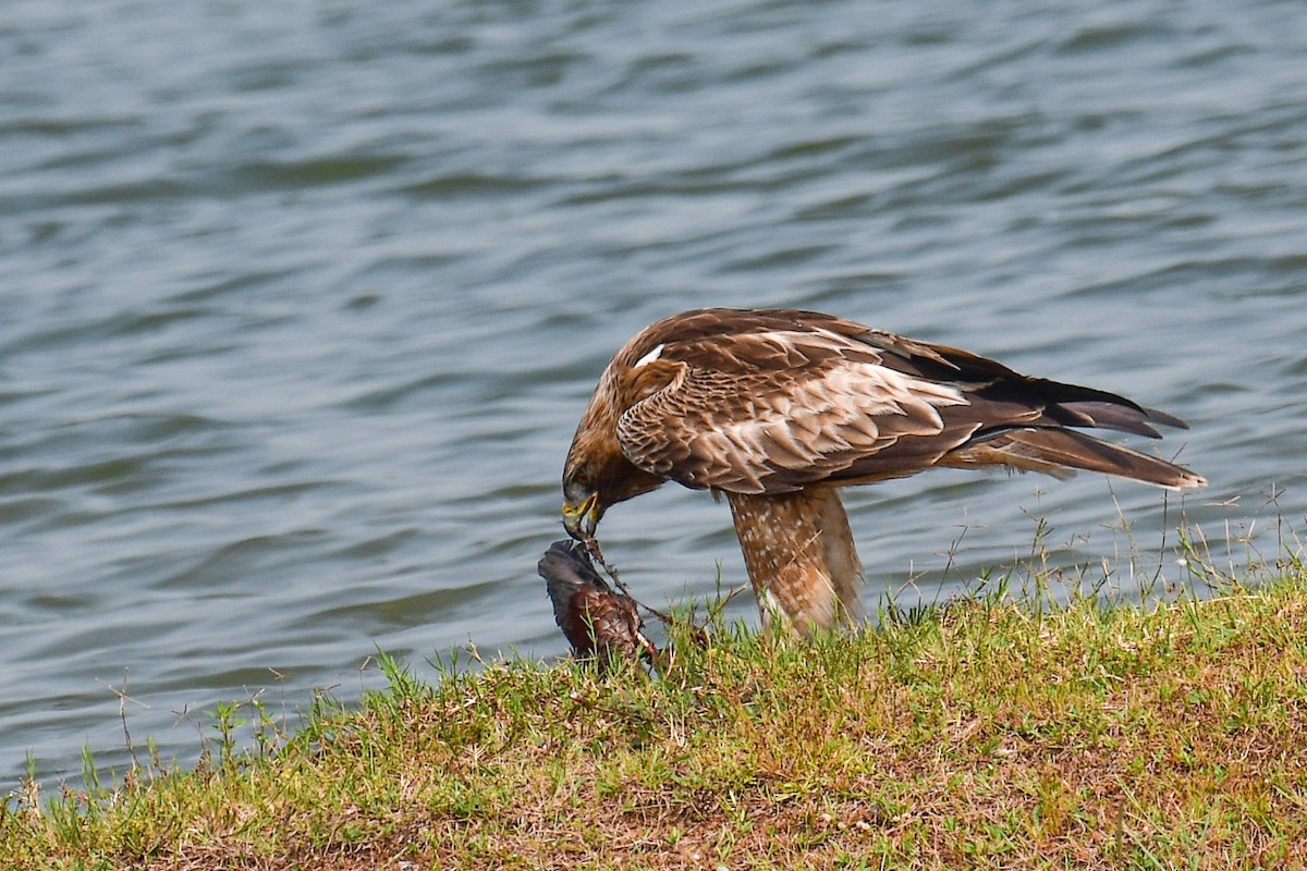 Aquila minore - ML490495051