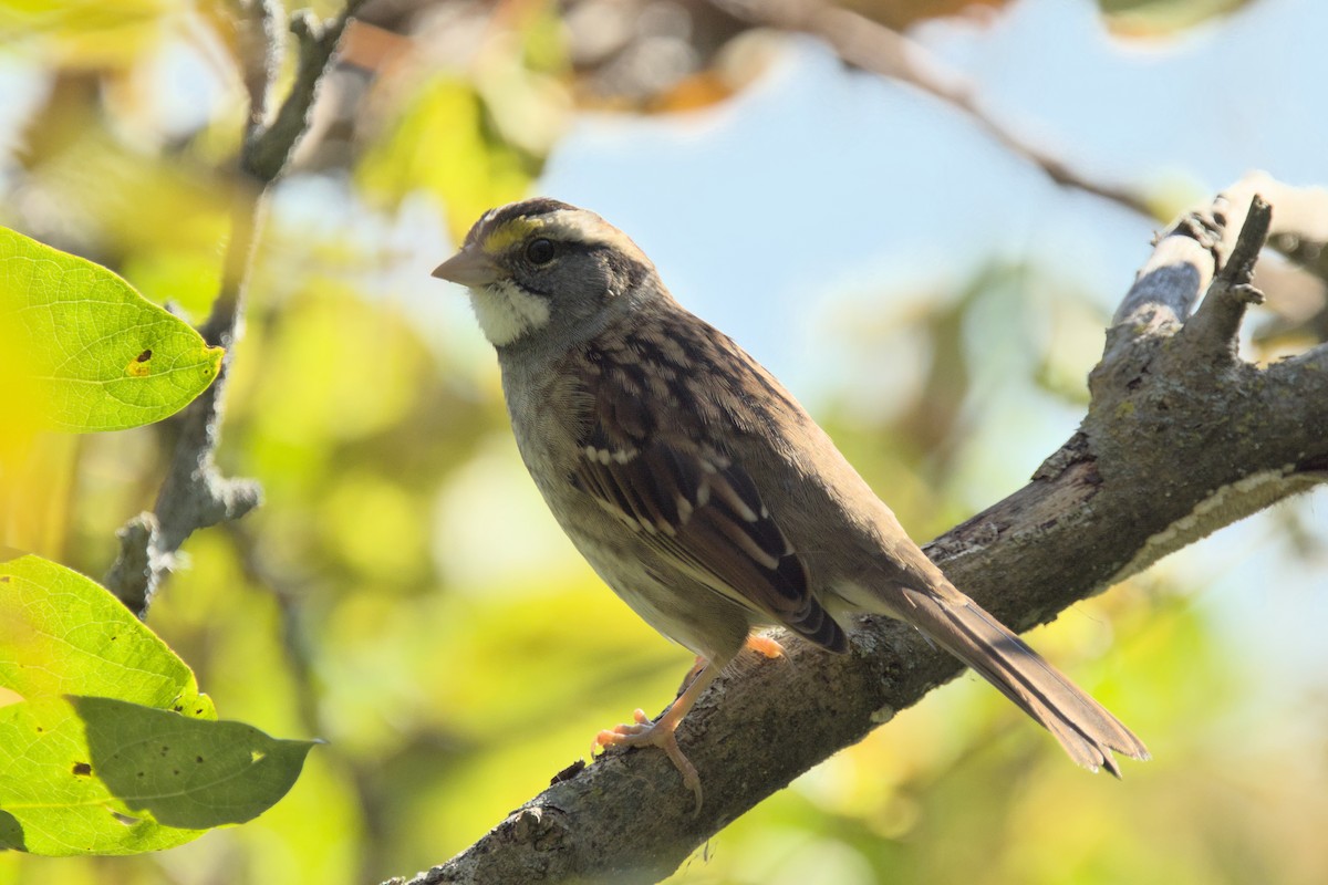 White-throated Sparrow - ML490495721