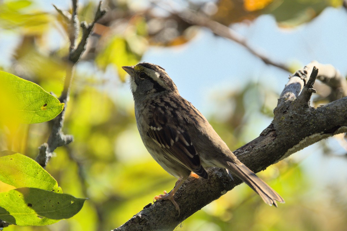 White-throated Sparrow - ML490496031